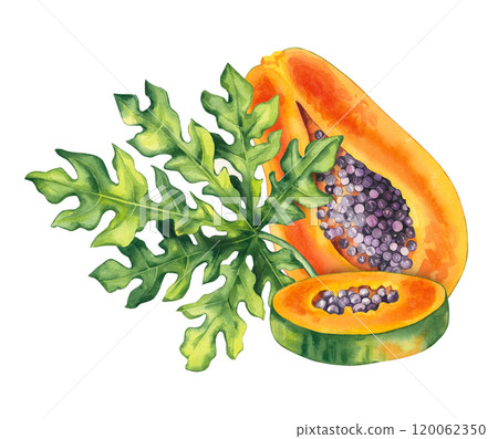 Watercolor papaya tropical fruit hand drawn isolated Watercolor papaya tropical fruit hand drawn isolated 120062350