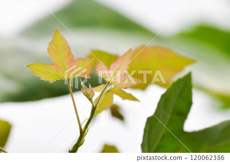 maple leaf, maple leaves or green leaf or Acer saccharum Marsh maple leaf, maple leaves or green leaf or Acer saccharum Marsh 120062386