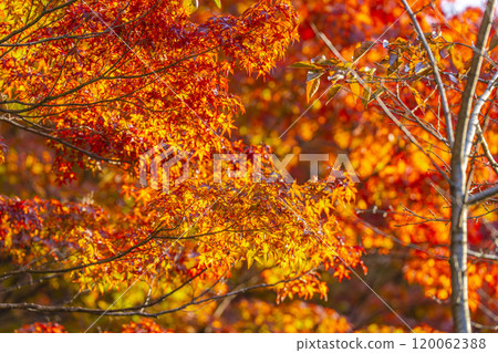 Autumn foliage on the approach to Hanitsu Shrine, Inawashiro Town, Fukushima Prefecture 120062388