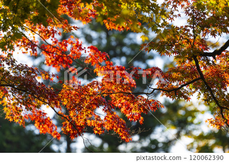 福島縣豬苗代町半日神社入口處的紅葉 福島縣豬苗代町半日神社入口處的紅葉 120062390