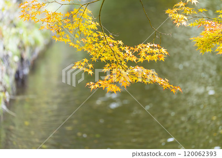 Autumn foliage on the approach to Hanitsu Shrine, Inawashiro Town, Fukushima Prefecture 120062393