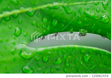 Monstera, Hurricane plant or Swiss cheese plant and rain droplet Monstera, Hurricane plant or Swiss cheese plant and rain droplet 120062459