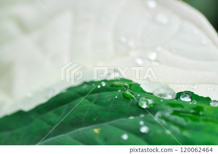 Albomarginata, Araceae or Schott or Xanthosoma sagittifolium or XANTHOSOMA or Mickey Mouse Plant and rain drop in raining day or leaf background Albomarginata, Araceae or Schott or Xanthosoma sagittifolium or XANTHOSOMA or Mickey Mouse Plant and rain drop in raining day or leaf background 120062464