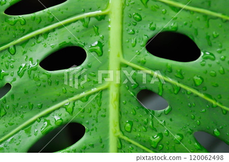 Monstera, Hurricane plant or Swiss cheese plant and rain droplet 120062498
