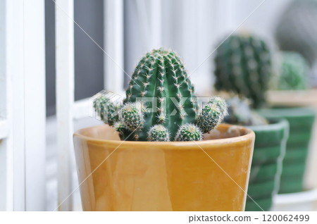 Echinopsis oxygona, Echinopsis Rainbow Bursts or Echinobivia Hybrid Rainbow Bursts or Echinopsis calochlora, Goloden Echinopsis calochlora or cactus Echinopsis oxygona, Echinopsis Rainbow Bursts or Echinobivia Hybrid Rainbow Bursts or Echinopsis calochlora, Goloden Echinopsis calochlora or cactus 120062499