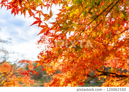 Late autumn at Goshikinuma Nature Trail, Maple trees at Bishamon Lake, Kitashiobara Village, Fukushima Prefecture Late autumn at Goshikinuma Nature Trail, Maple trees at Bishamon Lake, Kitashiobara Village, Fukushima Prefecture 120062580
