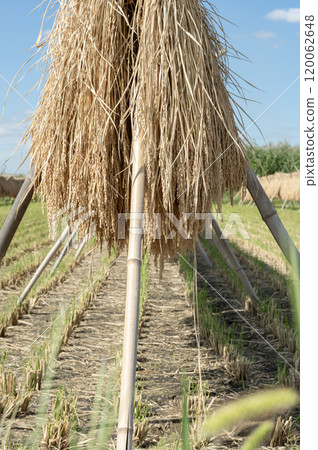 Scene of rice being hung on racks after the rice harvest 120062648