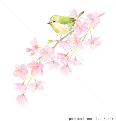 白眼鳥棲息在櫻花樹枝上的水彩插圖 120062823