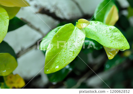 ficus pumila or climbing fig or MORACEAE and dew drop 120062852