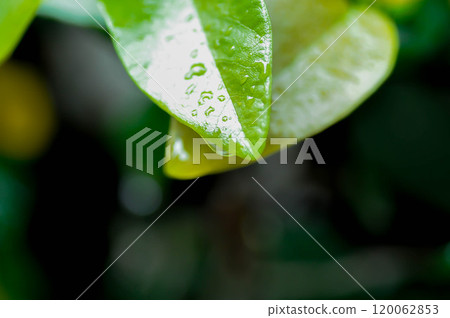 ficus pumila or climbing fig or MORACEAE and dew drop 120062853