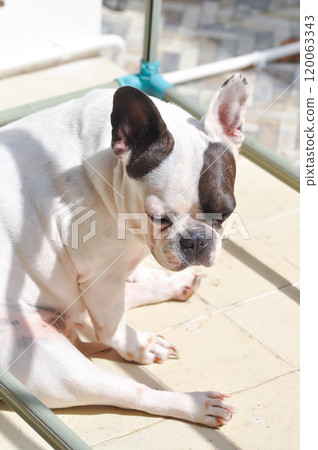 french bulldog, sleepy French bulldog or moshe french bulldog dog french bulldog, sleepy French bulldog or moshe french bulldog dog 120063343