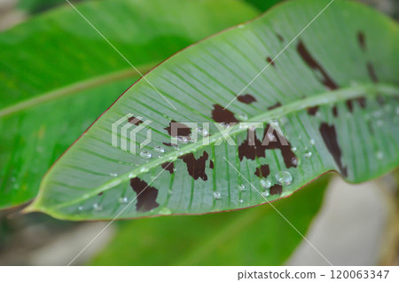banana plant, blood banana or Musa acuminata or Musa balbisiana and rain droplet banana plant, blood banana or Musa acuminata or Musa balbisiana and rain droplet 120063347