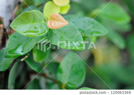 ficus pumila or climbing fig or MORACEAE and rain droplet 120063369