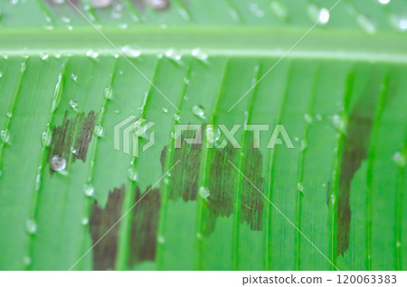 banana plant, blood banana or Musa acuminata or Musa balbisiana and rain droplet banana plant, blood banana or Musa acuminata or Musa balbisiana and rain droplet 120063383