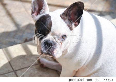 french bulldog, unaware French bulldog 120063393