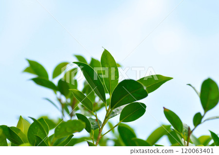 Ficus annulata Blume, Banyan Tree or MORACEAE and sky in blur background or leaves and sky background 120063401