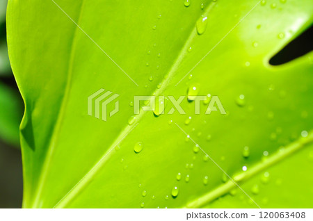 Monstera, Hurricane plant or Swiss cheese plant and rain droplet 120063408