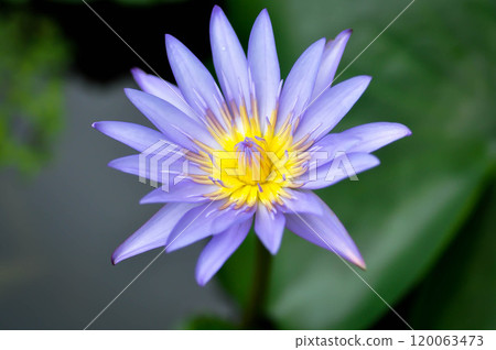 lotus , purple lotus or Sacred Lotus or Egyptian Lotus or Nelumbo nucifera Gaertn 120063473