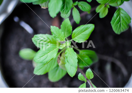 Ocimum, Ocimum sanctum Linn or LABIATAE or holy basil or basil 120063474