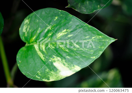 Devils Ivy, Golden Pothos or Hunters Robe or Epipremnum aureum or Araceae plant 120063475