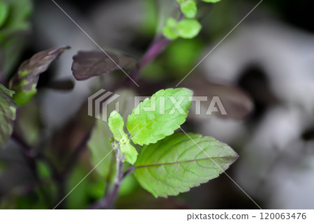 Ocimum, Ocimum sanctum Linn or LABIATAE or holy basil or basil Ocimum, Ocimum sanctum Linn or LABIATAE or holy basil or basil 120063476