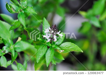 Sweet basil, Thai basil or Ocimum basilicum L or LAMIACEAE or LABIATAE 120063477