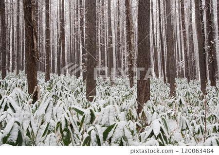 Larch forest on a snowy morning 120063484