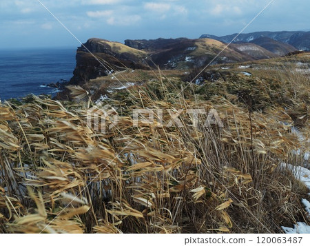 樹木被風吹過的海角 120063487