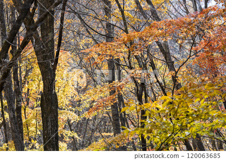 Scenery from the promenade leading to Tatsuzawa Fudo Falls, autumn leaves, Inawashiro Town, Fukushima Prefecture 120063685