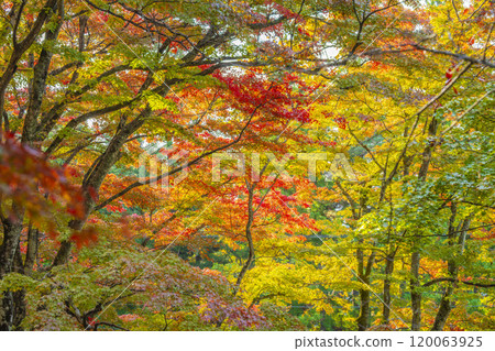 Late autumn at Hanitsu Shrine, autumn leaves on the approach to the shrine, Inawashiro Town, Fukushima Prefecture Late autumn at Hanitsu Shrine, autumn leaves on the approach to the shrine, Inawashiro Town, Fukushima Prefecture 120063925