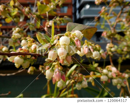 Blueberry Flower 120064317