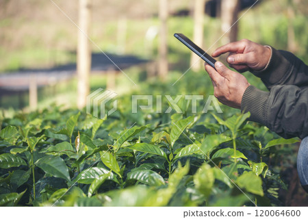 Smart farmer holding smartphone in eco green farm sustainable quality control. Close up Hand control planting tree. Farmer hands cultivated fresh garden in eco biotechnology. Farmland technology 120064600