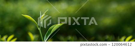 Banner Green tea tree leaves field young tender bud herbal Green tea tree in camellia sinensis organic farm. Panorama Fresh Tree tea leaf plant green nature in herbal farm background with Copy Space 120064612