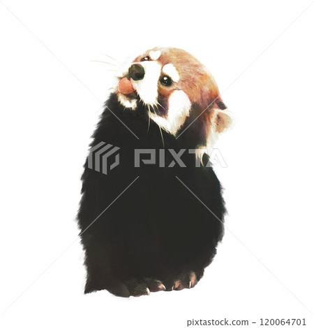 Lesser panda to take out tongue 120064701