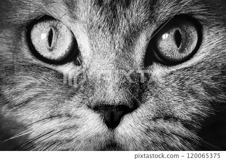 Muzzle cat closeup Muzzle cat closeup 120065375