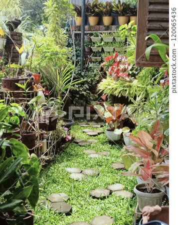 Lush Green Backyard Garden With Stone Pathway and Potted Plants 120065436