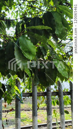 Dense Green Leaves Overhanging Iron Fence Near Railroad Tracks Dense Green Leaves Overhanging Iron Fence Near Railroad Tracks 120065461