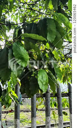 Dense Green Leaves Overhanging Iron Fence Near Railroad Tracks 120065462