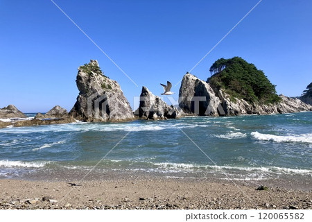 Jodogahama Beach and black-tailed gulls 120065582