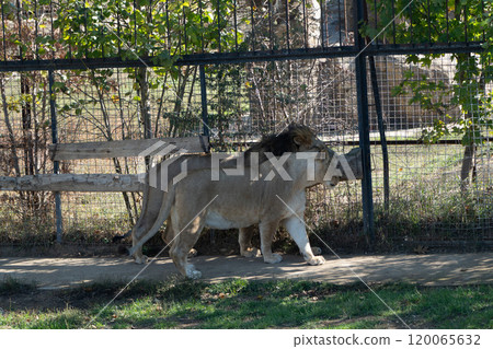 Lions Zoo Enclosure Walking - Two lions walking in a zoo enclosure. 120065632