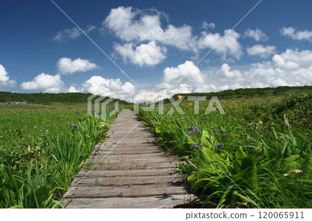 雨流沼澤的木棧道 120065911