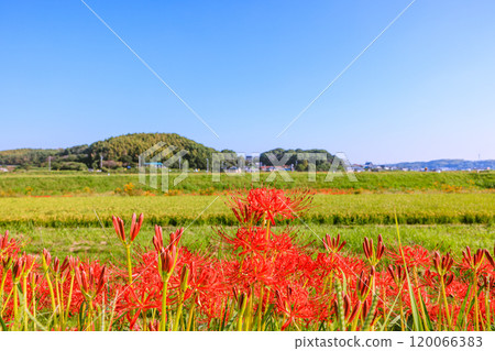 愛知縣半田市紅蜘蛛百合盛開的早晨景色 120066383