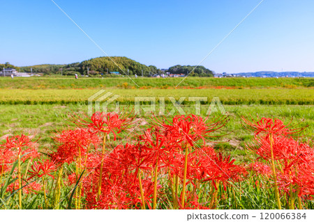 Morning scenery of blooming red spider lilies, Handa City, Aichi Prefecture Morning scenery of blooming red spider lilies, Handa City, Aichi Prefecture 120066384