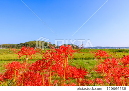 Morning scenery of blooming red spider lilies, Handa City, Aichi Prefecture Morning scenery of blooming red spider lilies, Handa City, Aichi Prefecture 120066386