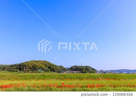愛知縣半田市紅蜘蛛百合盛開的早晨景色 愛知縣半田市紅蜘蛛百合盛開的早晨景色 120066388