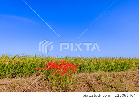 愛知縣半田市紅蜘蛛百合盛開的早晨景色 120066404