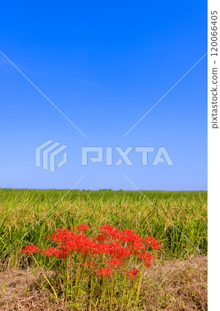 愛知縣半田市紅蜘蛛百合盛開的早晨景色 120066405