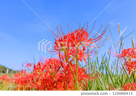 Morning scenery of blooming red spider lilies, Handa City, Aichi Prefecture Morning scenery of blooming red spider lilies, Handa City, Aichi Prefecture 120066415