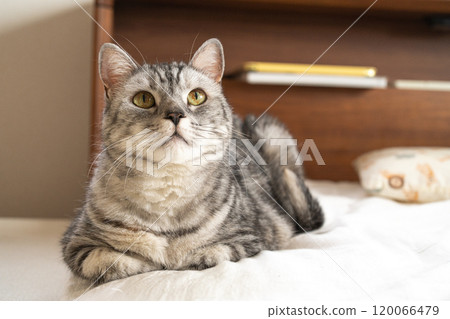 A cat looking up 120066479
