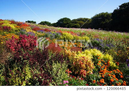 Ibaraki Prefecture National Hitachi Seaside Park 120066485